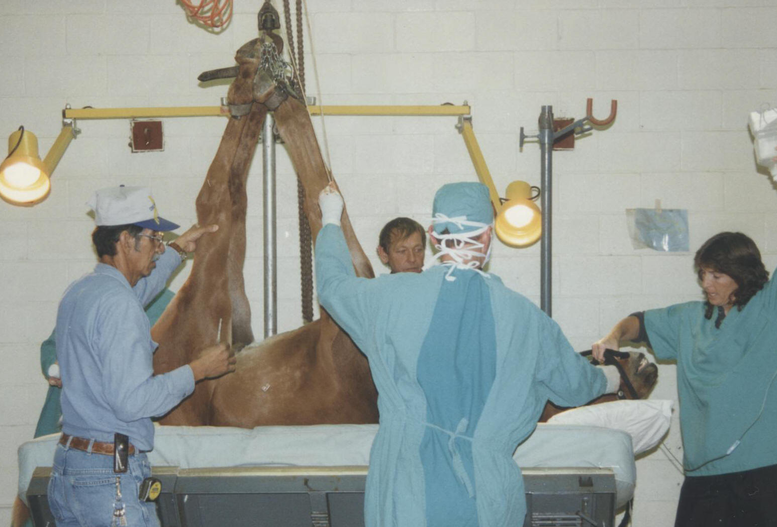 Cowboy is hoisted onto the operating table after being sedated.