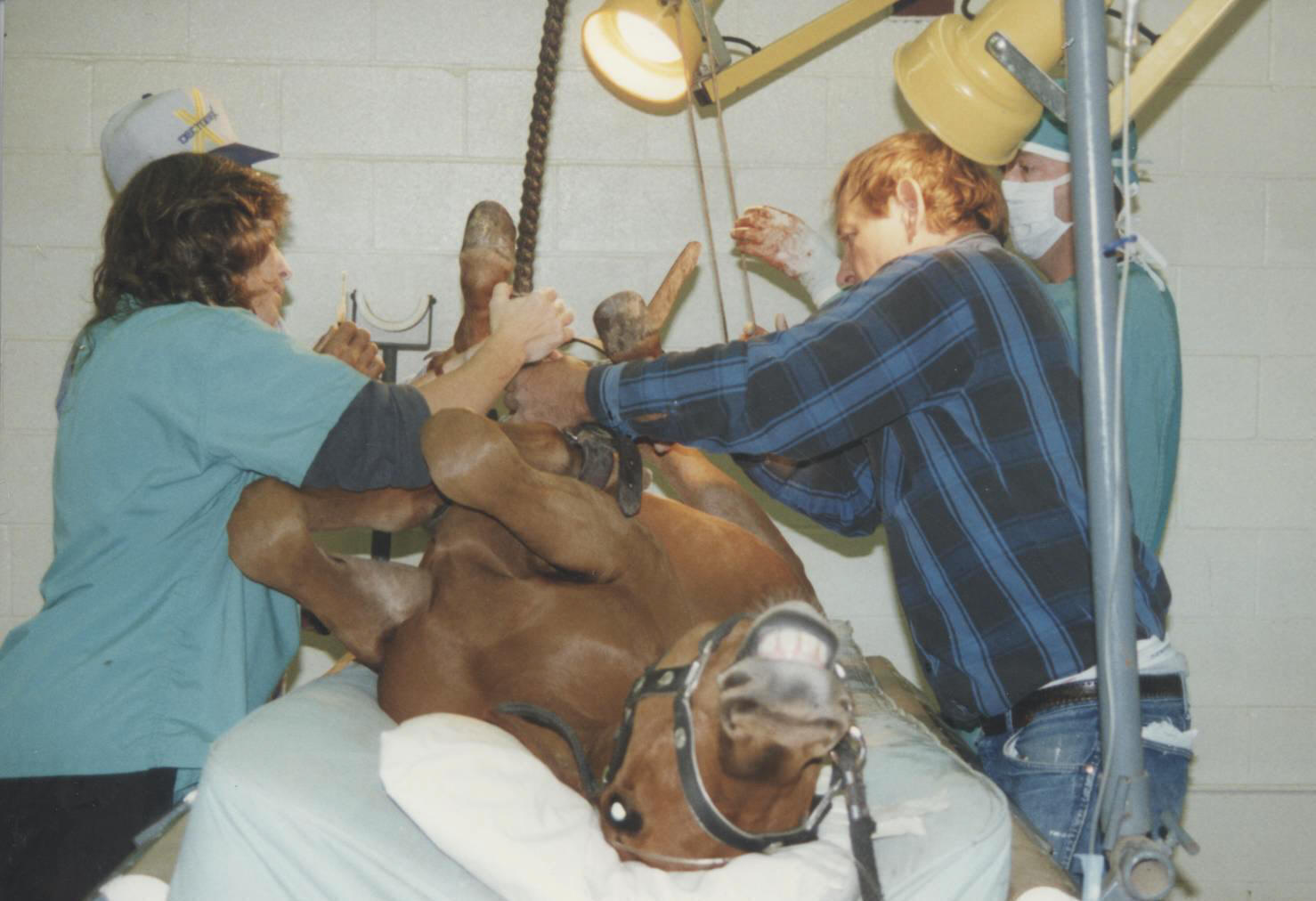 Veterinarians and assistancts position Cowboy for surgery.